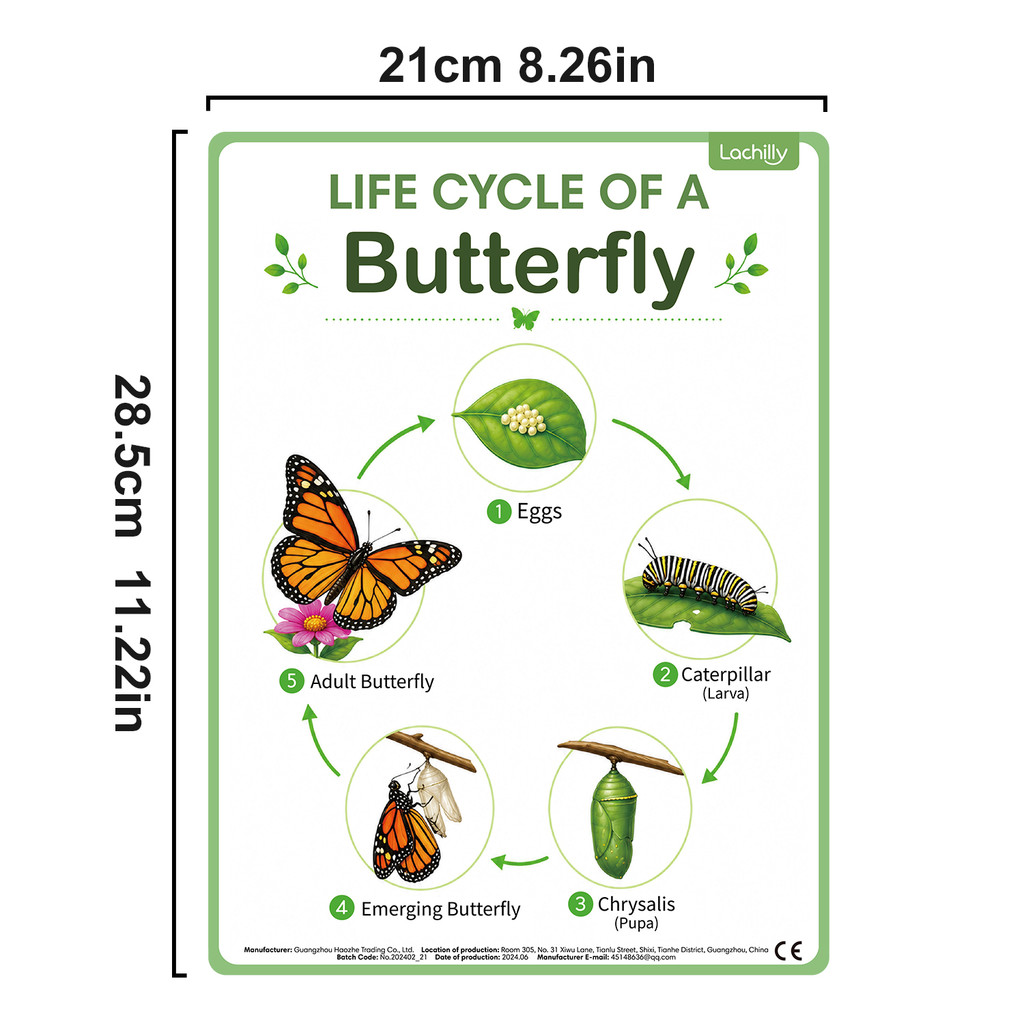 8枚組 自然のライフサイクル教育ポスター 子供向け ホームス - Kids Nature Education のレビューと価格