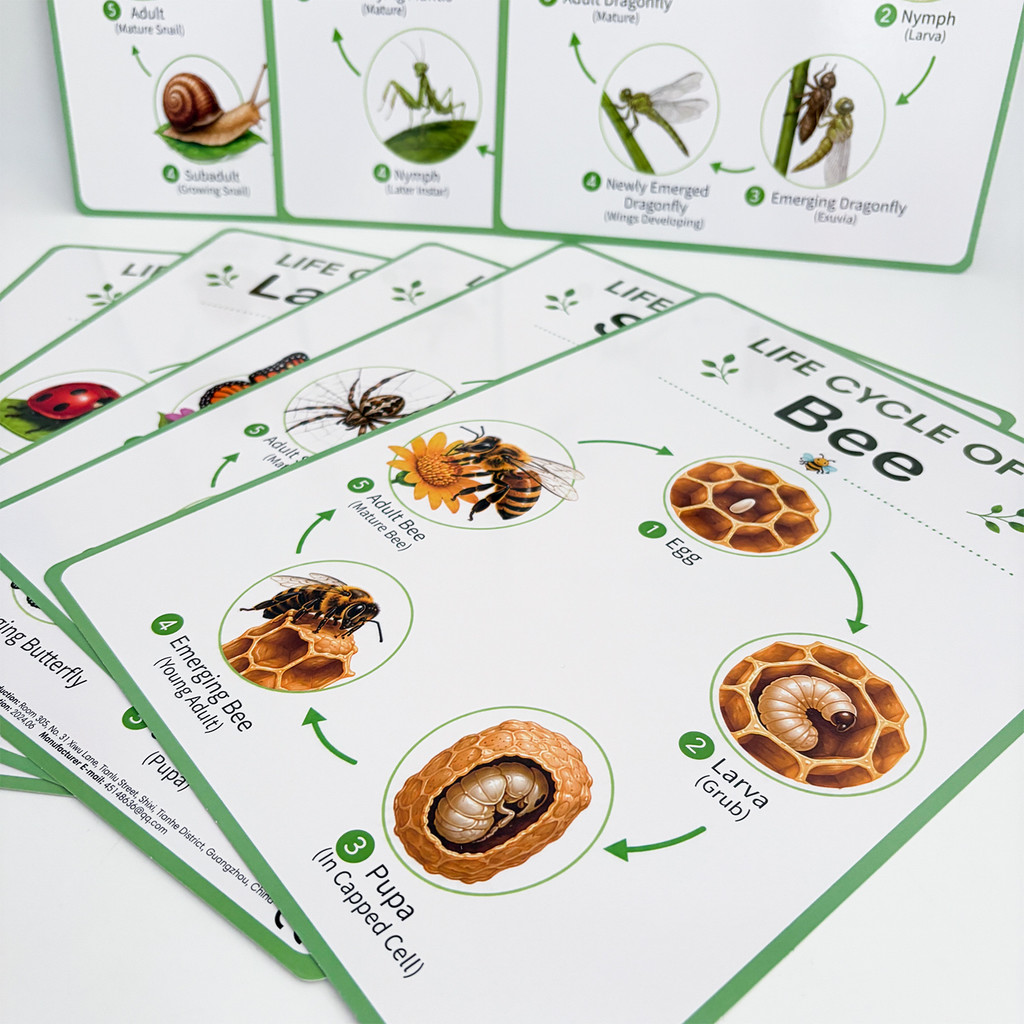 8枚組 自然のライフサイクル教育ポスター 子供向け ホームス - Kids Nature Education のレビューと価格