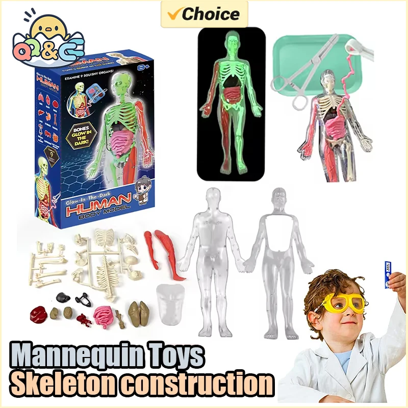 人間の骨格臓器解剖学生物学教育モデルエイズ暗闇で光る人体アセ - Kids Nature Education のレビューと価格
